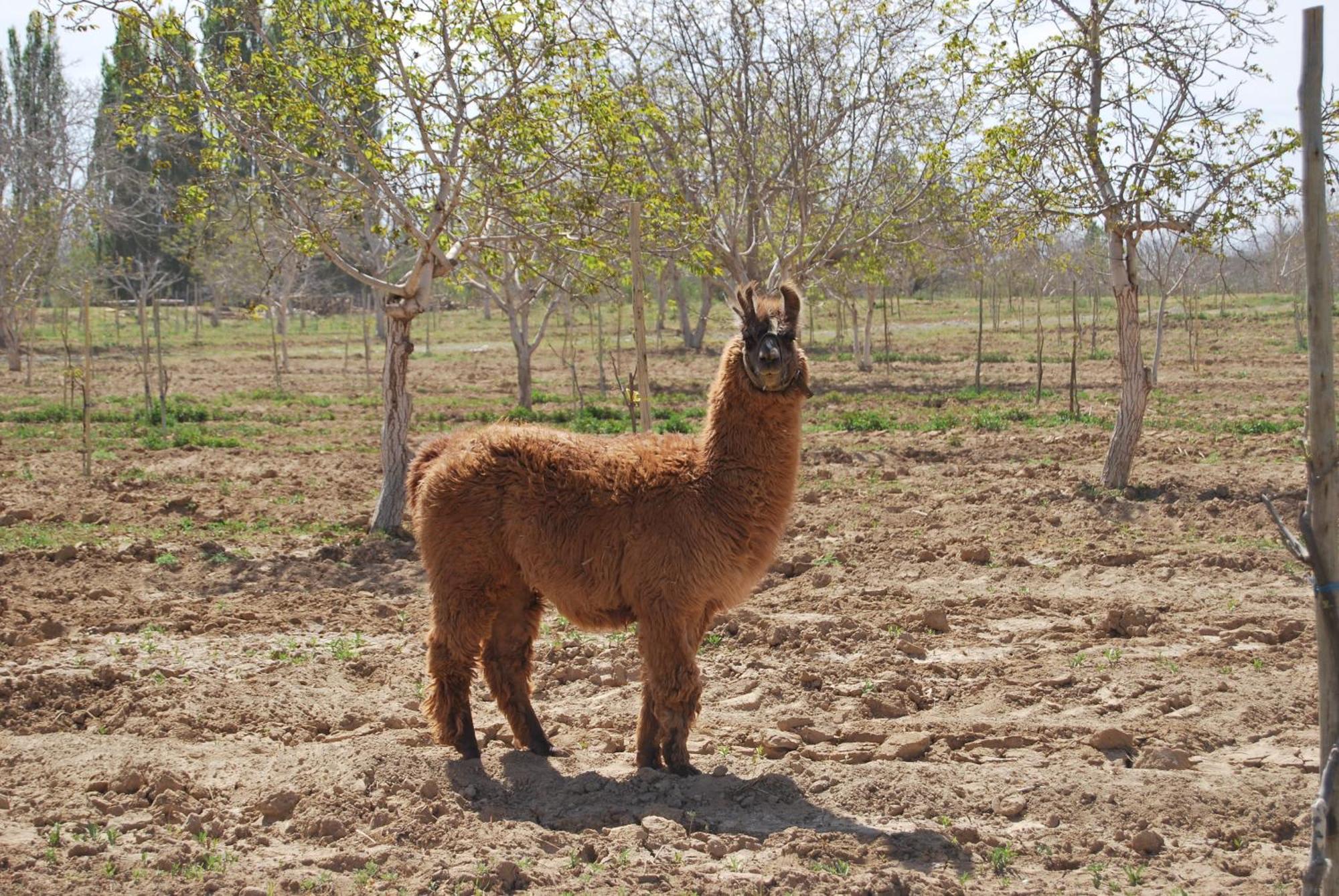 Finca Huayrapuca Famatina Екстериор снимка